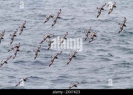 Adult cape petrels (Daption capense), in flight near Deception Island, Antarctica, Southern Ocean, Polar Regions Stock Photo