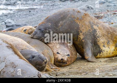 Southern elephant seals (Mirounga leonina), hauled out for their annual catastrophic molt (moult) on the beach at Snow Island, Antarctica Stock Photo