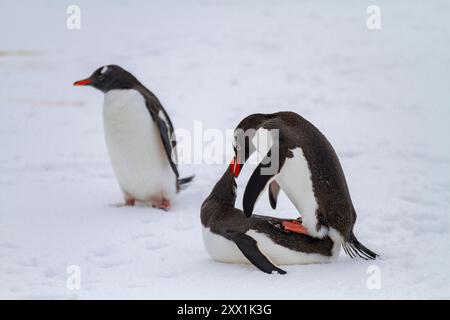 Adult gentoo penguin (Pygoscelis papua), mating at Booth Island, Antarctica, Southern Ocean, Polar Regions Stock Photo