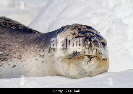 Adult leopard seal (Hydrurga leptonyx), hauled out on ice floe at Dorian Bay near the Antarctic Peninsula, Southern Ocean, Polar Regions Stock Photo