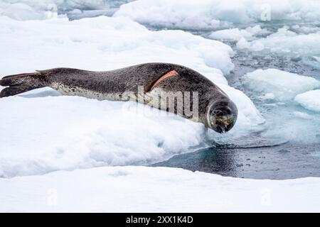 Adult leopard seal (Hydrurga leptonyx), hauled out on ice floe at Dorian Bay near the Antarctic Peninsula, Southern Ocean, Polar Regions Stock Photo