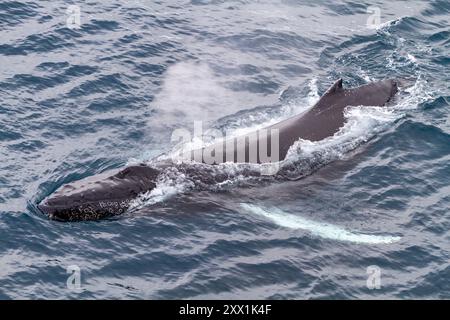 Humpback whale (Megaptera novaeangliae), surfacing off Half Moon Island in the South Shetland Island Group, Antarctica, Polar Regions Stock Photo