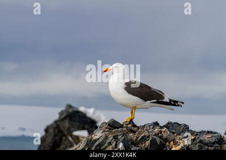 Adult kelp gull (Larus dominicanus), nesting on lichen covered rocks on Half Moon Island in Antarctica, Southern Ocean, Polar Regions Stock Photo