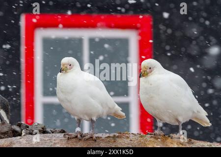 Adult snowy sheathbill (Chionis albus), pair in front of the hut at Port Lockroy, Antarctica, Southern Ocean, Polar Regions Stock Photo