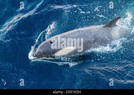 A large pod of Gerlache Strait type B killer whales (Orcinus orca), traveling and socializing in Gerlache Strait, Antarctica, Polar Regions Stock Photo