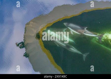 Adult Peale's Dolphin (Lagenorhynchus australis), bow-riding near New Island in the Falkland Islands, South America Stock Photo