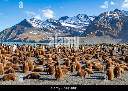 Adult and okum boy king penguins (Aptenodytes patagonicus) at breeding colony at Gold Harbor, South Georgia, Polar Regions Stock Photo