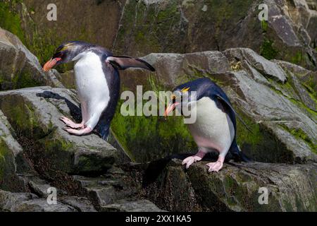 Macaroni penguins (Eudyptes chrysolophus) scrambling up steep cliffs at Hercules Bay on South Georgia Island, Polar Regions Stock Photo