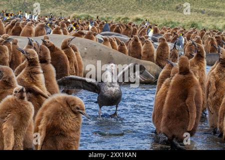 Northern giant petrel (Macronectes halli) amongst king penguin chicks at Gold Harbour, South Georgia, Southern Ocean, Polar Regions Stock Photo