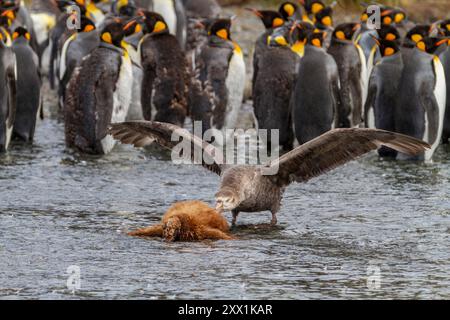 Northern giant petrel (Macronectes halli) attempting to eat a king penguin chick (Aptenodytes patagonicus), Gold Harbour, South Georgia, Polar Regions Stock Photo