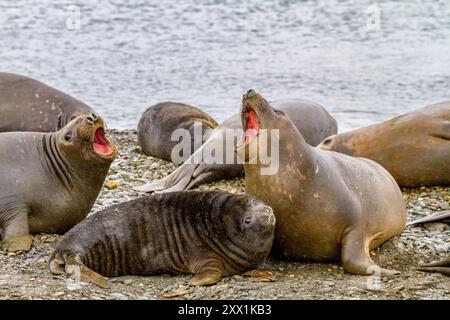 Mother southern elephant seals (Mirounga leonina) posturing at breeding site at Peggotty Bluff on South Georgia Island, Polar Regions Stock Photo