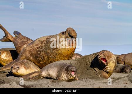 Adult bull southern elephant seal (Mirounga leonina) with females and pups at Gold Harbour on South Georgia Island, Polar Regions Stock Photo