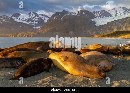 Southern elephant seal (Mirounga leonina) pup nursing at Gold Harbour on South Georgia Island in the Southern Ocean, Polar Regions Stock Photo