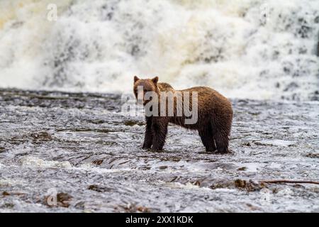 Adult brown bear (Ursus arctos) fishing for pink salmon at Pavlof Harbor on Chichagof Island, Southeast Alaska, United States of America Stock Photo