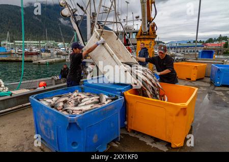 Fishermen offloading catch on quay in fishing town of Petersburg on Mitkof Island, Southeast Alaska, Pacific Ocean, United States of America Stock Photo