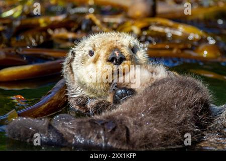 Adult sea otter (Enhydra lutris kenyoni) mother with her pup on her chest in Inian Pass, Southeastern Alaska, Pacific Ocean, United States of America Stock Photo