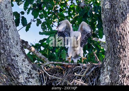 Four month old Harpy eagle chick (Harpia harpyja), testing its wings in the nest, Alta Floresta, Amazon, Brazil, South America Stock Photo