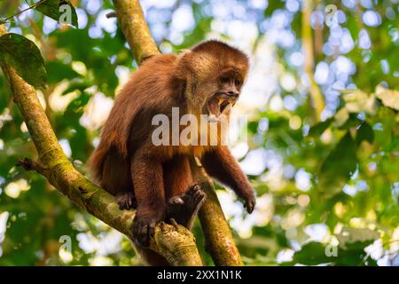 Angry brown capuchin monkey (Cebus apella) (Sapajus apella) on tree, Tambopata National Reserve, Puerto Maldonado, Tambopata Province, Madre de Dios Stock Photo