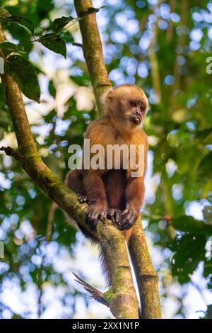 Brown capuchin monkey (Cebus apella) (Sapajus apella) on tree, Tambopata National Reserve, Puerto Maldonado, Tambopata Province, Madre de Dios, Peru Stock Photo