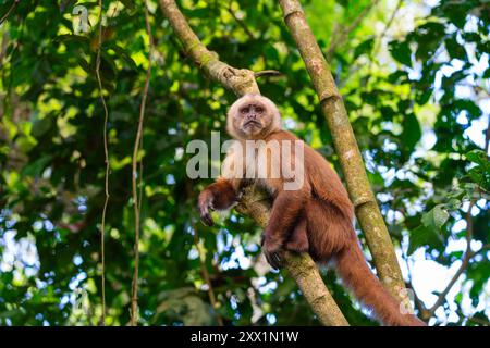 Brown capuchin monkey (Cebus apella) (Sapajus apella) on tree, Tambopata National Reserve, Puerto Maldonado, Tambopata Province, Madre de Dios, Peru Stock Photo