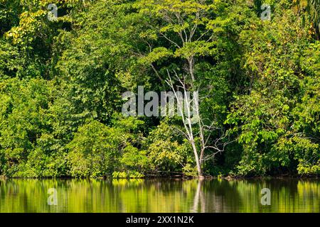 Forest on shore of Lake Sandoval, Tambopata National Reserve, Puerto Maldonado, Madre de Dios, Peru, South America Stock Photo