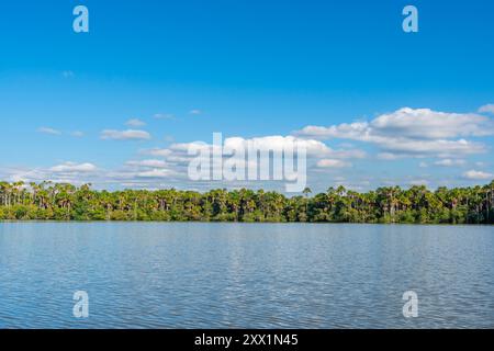 Lake Sandoval and Aguaje palms, Tambopata National Reserve, Puerto Maldonado, Madre de Dios, Peru, South America Stock Photo