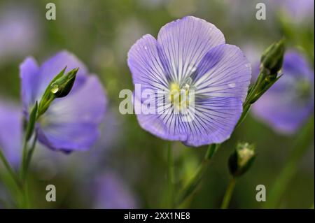 Flax field flowers, Centre-Val de Loire region, France, Europe Stock Photo