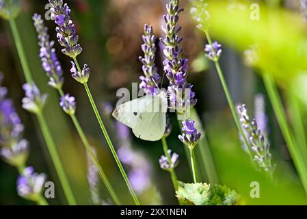 Cabbage white butterfly (Pieris brassicae) on lavender flower, Eure-et-Loir department, Centre-Val-de-Loire region, France, Europe Stock Photo