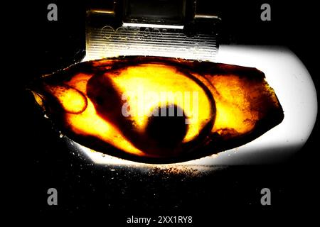 A shark egg with an embryo inside is visible through Stock Photo
