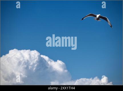 Gull flying above the clouds in the skies over Morcombe Bay UK Stock Photo