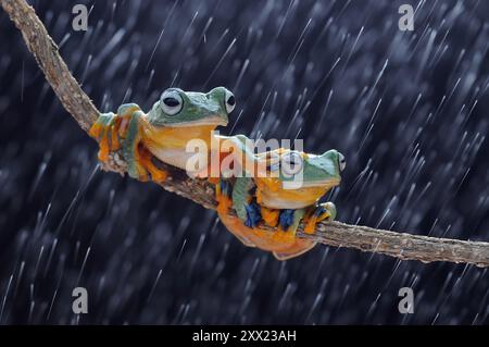 Two Flying frogs on a branch in the rain, Indonesia Stock Photo