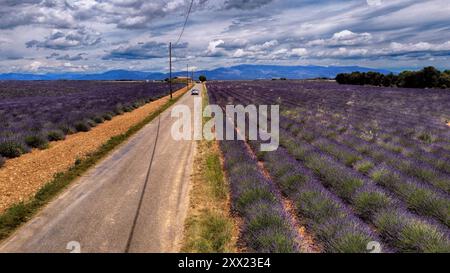 Car driving along a straight road between lavender fields in summer, Valensole, Alpes-de-Haute-Provence, Provence-Alpes-Cote d'Azur, France Stock Photo