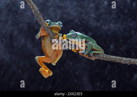 Two Flying frogs on a branch in the rain, Indonesia Stock Photo