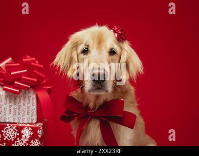 Portrait of a golden retriever wearing a red ribbon sitting next to a stack of wrapped Christmas gifts Stock Photo