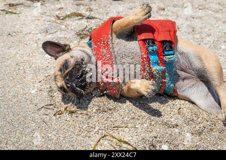 Wet french bulldog wearing a life jacket rolling on its back on a sandy beach, Florida, USA Stock Photo