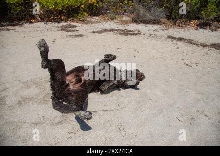 Wet chocolate labrador retriever rolling on its back on a sandy beach, Florida, USA Stock Photo