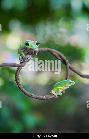 Close-up of two dumpy tree frogs on a coiled branch, Indonesia Stock Photo