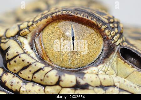 Close-up of a crocodile's eye, Indonesia Stock Photo