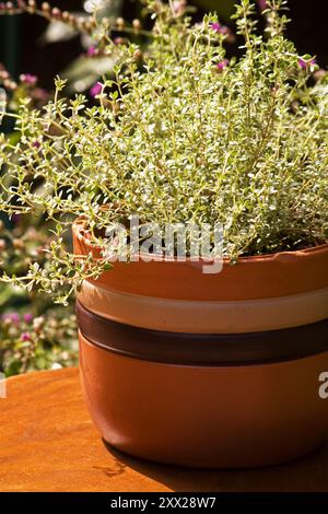 Thymus Citriodorus Golden Lemon plant in a herbal garden Stock Photo