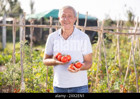 Elderly positive man posing with red tomatoes in garden Stock Photo