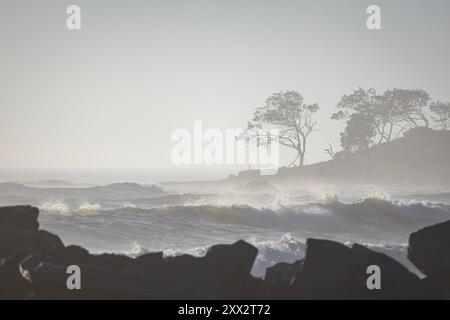 rocky foreground with big waves and trees in fog background at Wooli Stock Photo