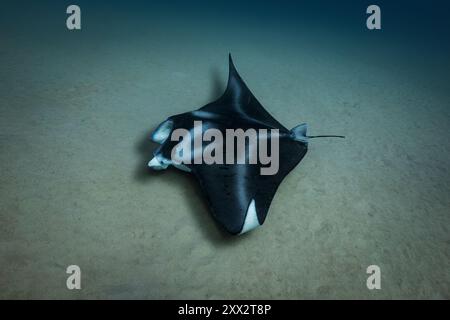 A coastal manta ray skims the sandy seafloor as it hunts for food in the waters of Oahu, Hawaii Stock Photo