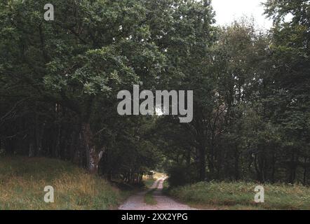 A quiet summer evening in a forest preserve along the Gudenå River near Silkeborg, Denmark Stock Photo