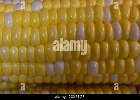 A closeup of the rows of bi-colored corn on the cob, a summer-time favorite. Stock Photo
