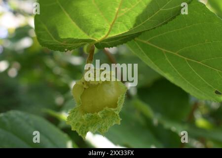 A green, unripe, hazelnut growing on a hazel tree in the mid-summer. Genus Corylus.  Also called filbert or cobnut. Stock Photo
