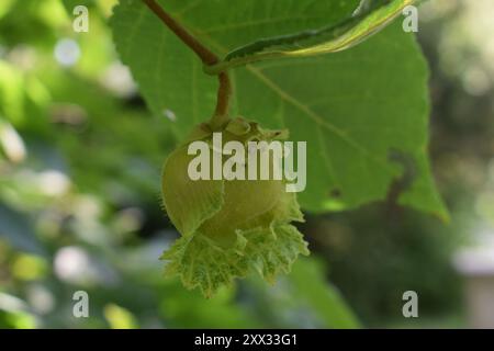 A green, unripe, hazelnut growing on a hazel tree in the mid-summer. Genus Corylus.  Also called filbert or cobnut. Stock Photo