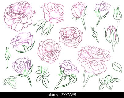 Hand drawn botanical design set with line art illustrations of styled roses isolated on white. Summer seasonal concept with flowers for decorations, i Stock Vector