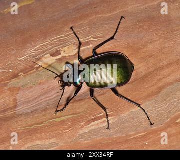 Forest Caterpillar Hunter beetle Calosoma sycophanta beetle insect nature. Stock Photo