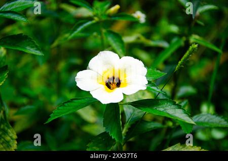 Wild flower - Turnera subulata, also known as  names white buttercup, sulphur alder, politician's flower, dark-eyed turnera and white alder Stock Photo