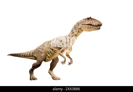 Restoration of an Allosaurus (Allosaurus fragilis) dinosaur isolated Stock Photo